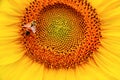 Bee on sunflower