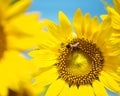 Bee on sunflower closeup Royalty Free Stock Photo