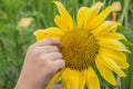 Bee on sunflower. Closeup sunflower on the blue sky background. Agriculture. Beautiful growing sunflower Royalty Free Stock Photo