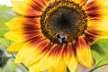 Bee on sunflower. Closeup sunflower on the blue sky background. Agriculture. Beautiful growing sunflower Royalty Free Stock Photo