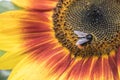 Bee on sunflower. Closeup sunflower on the blue sky background. Agriculture. Beautiful growing sunflower Royalty Free Stock Photo