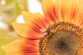 Bee on sunflower. Closeup sunflower on the blue sky background. Agriculture. Beautiful growing sunflower Royalty Free Stock Photo