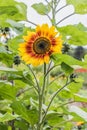 Bee on sunflower. Closeup sunflower on the blue sky background. Agriculture. Beautiful growing sunflower Royalty Free Stock Photo