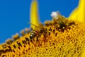 Bee in the sunflower