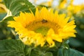 Bee on a sunflower facing the sky side photo at an angle shallow depth of field Royalty Free Stock Photo