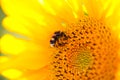 Bee on sunflower, sunflower field Royalty Free Stock Photo