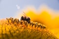 Bee on sunflower gathering for honey