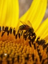 Bee and sunflower Royalty Free Stock Photo