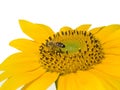 Bee on the sunflower isolated on white Royalty Free Stock Photo