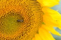Bee on a sunflower macro photo. summer harvest time and honey. insect on a yellow flower during the day