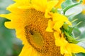 Bee on a sunflower macro photo. summer harvest time and honey. insect on a yellow flower during the day