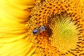 Bee on sunflower macro