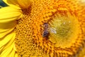 Bee on sunflower macro summer Royalty Free Stock Photo