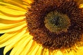 Bee Sunflower Macro 03