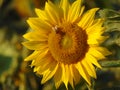 Bee on a sunflower in Maramures