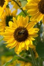 Bee on Sunflower Plant Royalty Free Stock Photo
