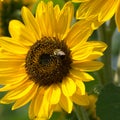 Bee on Sunflower Plant Royalty Free Stock Photo