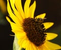 Bee on a sunflower Royalty Free Stock Photo