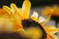 Bee on a Sunflower