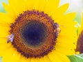 Bee on sunflower, sunflower with sunlight, Sunflower natural background. Sunflower blooming. Royalty Free Stock Photo