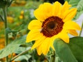 Bee on sunflower, sunflowers pollinate Royalty Free Stock Photo