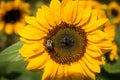 Bee and Sunflower. Royalty Free Stock Photo