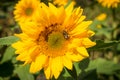 Bee and Sunflower. Royalty Free Stock Photo