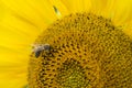 A Bee on a Sunflower (close-up shot) Royalty Free Stock Photo