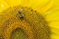 A Bee on a Sunflower (close-up shot) Royalty Free Stock Photo