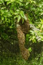 Bee Swarm in apple tree Royalty Free Stock Photo