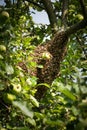 A bee swarm on an apple tree