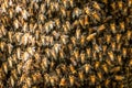 Bee swarm close up photo,Asiatic honey bee, apis cerana, wild bee swarm on branch in jungle. Wilpattu national park. Sri Lanka, Royalty Free Stock Photo