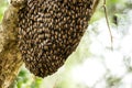 Bee swarm close up photo,Asiatic honey bee, apis cerana, wild bee swarm on branch in jungle. Wilpattu national park. Sri Lanka, Royalty Free Stock Photo