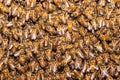 Bee swarm. honey bees in a swarm make a hive background. Working bees on the honeycomb with sweet honey Royalty Free Stock Photo