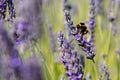 A bee swarm purple lavender flower