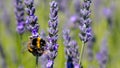 A bee swarm purple lavender flower