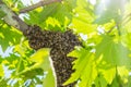 The bee swarm sits on a tree in the green foliage. The sun`s rays shine brightly on the leaves of the tree on which many bees sit