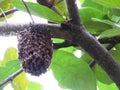 Bee swarm in tree - Baluarte De San Diego Gardens Royalty Free Stock Photo