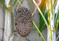 bee swarm in tree. Honeycomb and honey bee or Apis florea on palm tree plant and blurred green leaf background