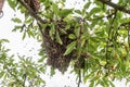 A bee swarm on a tree Royalty Free Stock Photo