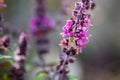 Bee on sweet Basil Ocimum basilicum flowers Royalty Free Stock Photo