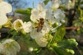 Bee on sweet-cherry flowers in the garden, closeup Royalty Free Stock Photo