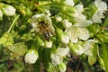 Bee on sweet-cherry flowers in the garden, closeup Royalty Free Stock Photo