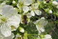 Bee on sweet-cherry flowers in the garden, closeup Royalty Free Stock Photo