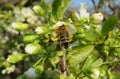 Bee on sweet-cherry flowers in the garden, closeup Royalty Free Stock Photo