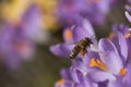 The bee - symbol of the spring Royalty Free Stock Photo