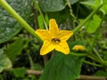 A bee take honey from cucumber flower Royalty Free Stock Photo