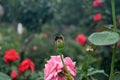a bee take honey in the rose bud Royalty Free Stock Photo