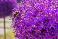 bee takes a finger on a purple flower background allium giant AMBASSADOR.