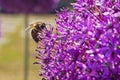 bee takes a finger on a purple flower background allium giant AMBASSADOR. Royalty Free Stock Photo